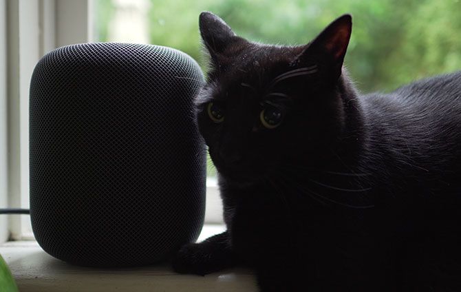 Домашний стручок с черным котом