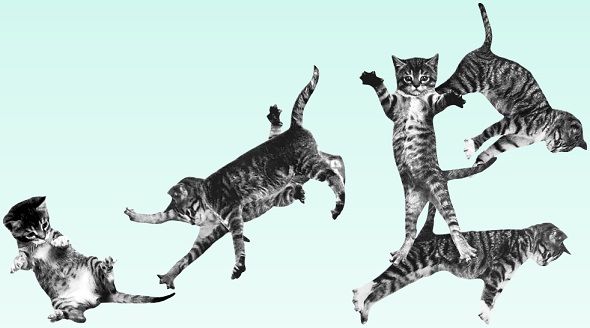 8 сайтов Purrfect Cat для любителей кошек