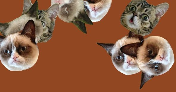 8 сайтов Purrfect Cat для любителей кошек привносят анимацию кошек