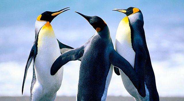 Пингвины-вместе