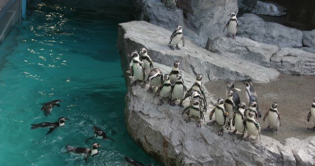 Пингвины-линукс-прыжок в