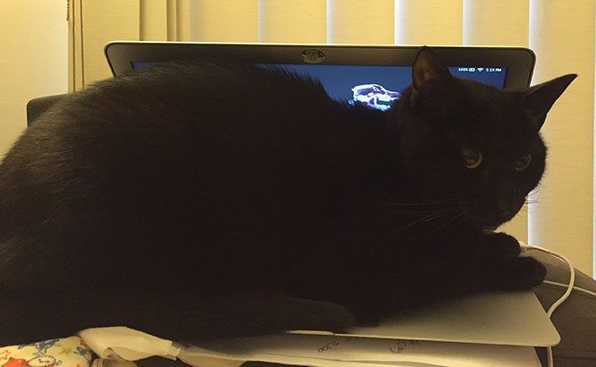 Крышка клавиатуры Cat