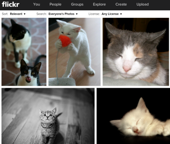 Flickr-дети-котята