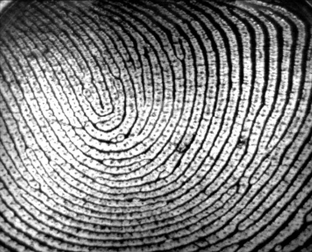 Увеличивает ли сканер отпечатков пальцев iPhone 5S вероятность кражи? fingerprint1