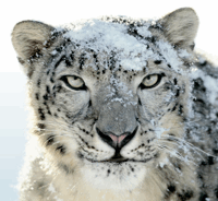 Как перейти на Snow Leopard и что нужно знать [Mac] снежный барс