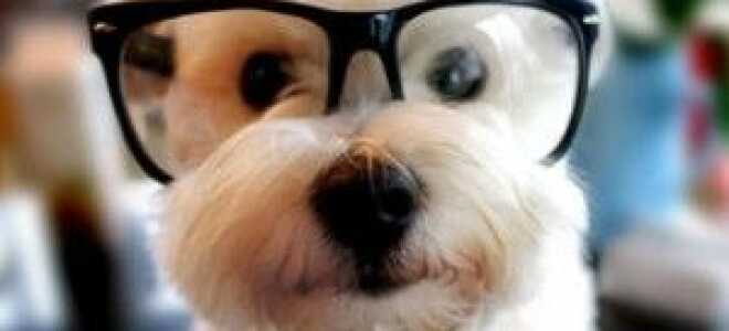 10 веселых мем-аккаунтов, которые вы можете найти в Twitter