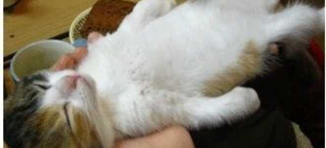 5 лучших источников для анимированных GIF-изображений