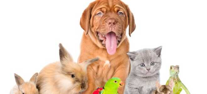 Лучшие 13 интернет-магазинов домашних животных для ваших пушистых друзей