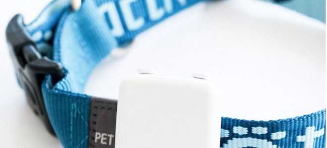 Как отследить домашних животных с помощью iOS или Android