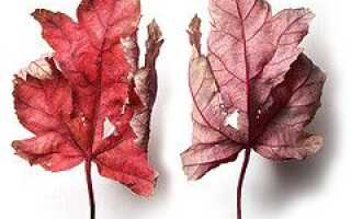 Поиск похожих изображений в Интернете с использованием изображений, а не ключевых слов