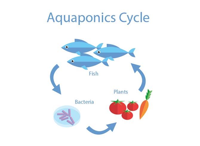 5 неожиданных хобби, которые вы можете влюбить в Aquaponics