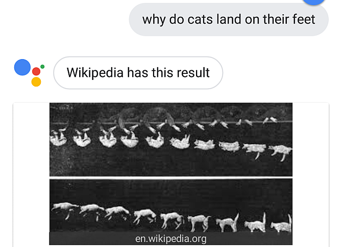 Помощник Google, отвечающий на вопрос кошки