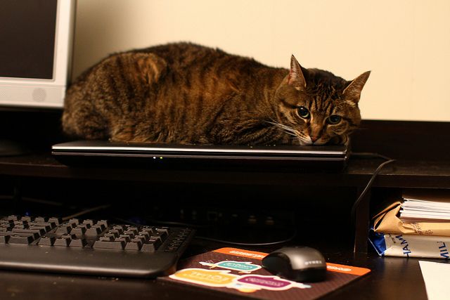 кот на ноутбуке