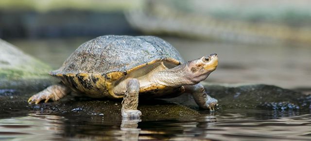 черепаха медленно