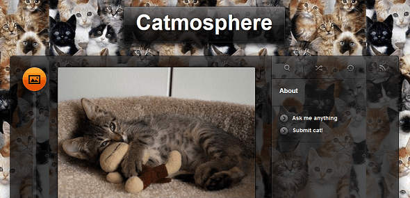 10 лучших забавных котов Tumblrs, чтобы наполнить вашу кошачью фетиш-атмосферу