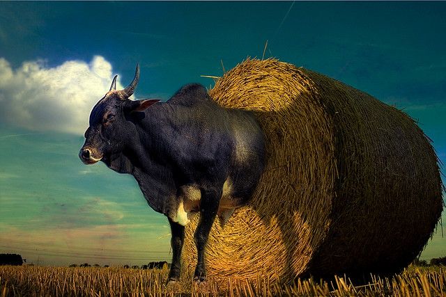 3266633299_1700c6188a_z