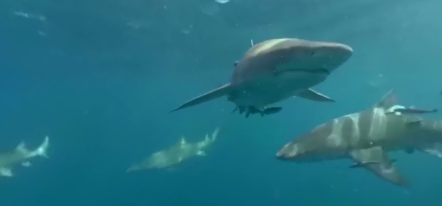 Плавать с акулами 360