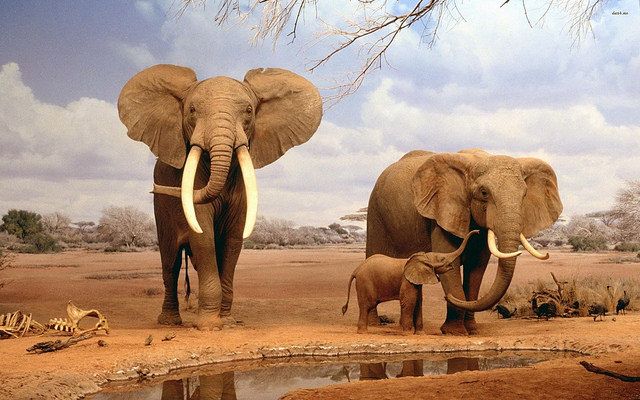 Дикие слоны в африканской саванне