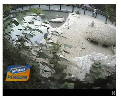 Лучшие бесплатные веб-камеры для просмотра, когда вы' /></p>
<p>Вы можете только так долго наблюдать за пингвинами, верно? Переключитесь на просмотр тараканов … близко. Даже если вам нужно обновить страницу, чтобы обновить изображение, просмотр этих отвратительных ошибок может удержать ваше внимание до следующей задачи дня: Roach Cam</p>
<p><noscript><img decoding=