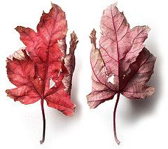 расширенный поиск изображений