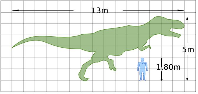 Сравнение размеров животного и человека