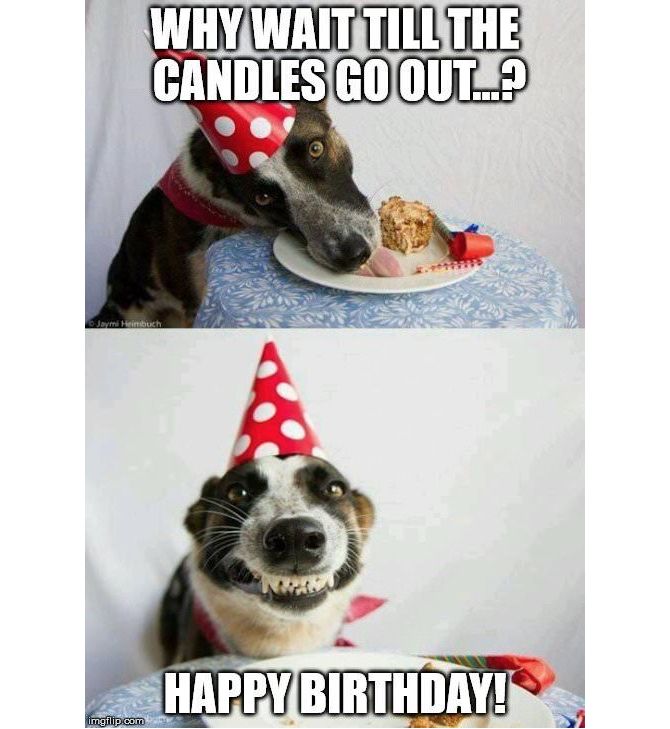 День рождения собаки и торта